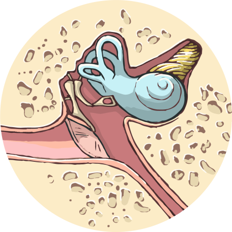 Ilustración oido interno